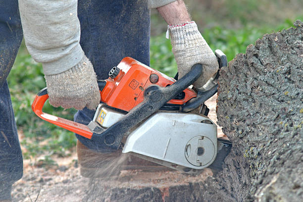 Best Leaf Removal  in Eagle, WI